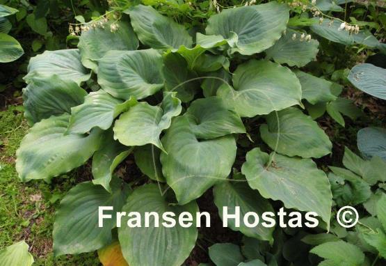 Hosta Moonlight Mirage